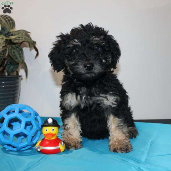 Andrew, Mini Whoodle Puppy