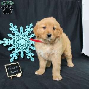 Madison, Miniature Golden Retriever Puppy