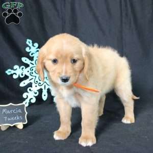 Marcia, Miniature Golden Retriever Puppy