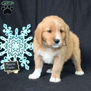 Monroe, Miniature Golden Retriever Puppy