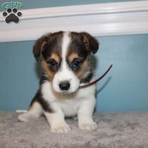 Brooklyn, Pembroke Welsh Corgi Puppy