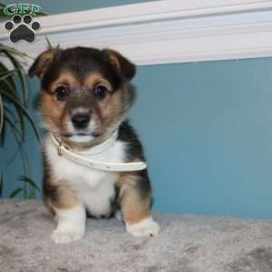 Brinley, Pembroke Welsh Corgi Puppy