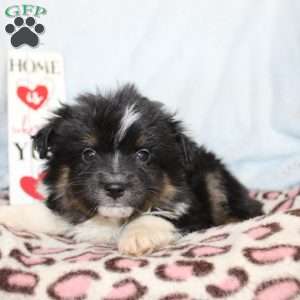 Larry, Miniature Australian Shepherd Puppy