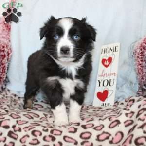 Tracy, Miniature Australian Shepherd Puppy