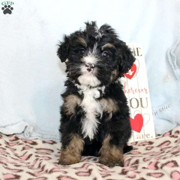 Joy, Mini Bernedoodle Puppy