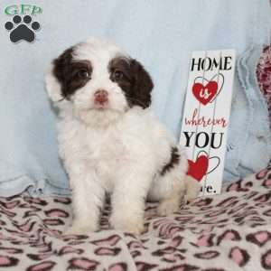 Daisy, Mini Bernedoodle Puppy