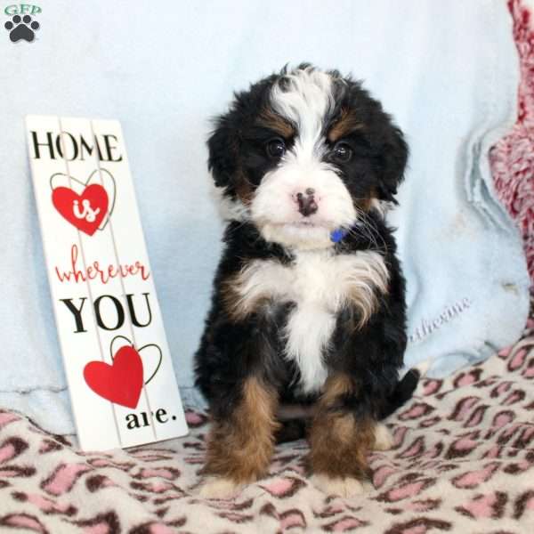 Jewel, Mini Bernedoodle Puppy