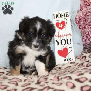 Twila, Miniature Australian Shepherd Puppy