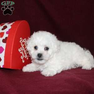 Cookies, Bichon Frise Puppy