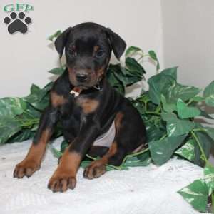 Logan, Doberman Pinscher Puppy