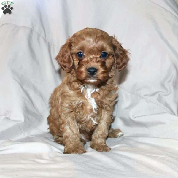 Frank, Cavapoo Puppy