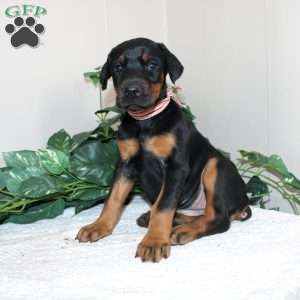 Lindsey, Doberman Pinscher Puppy