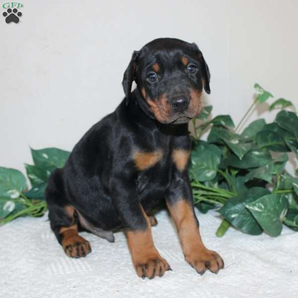 Larry, Doberman Pinscher Puppy