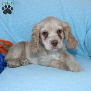 Dancer, Cocker Spaniel Puppy