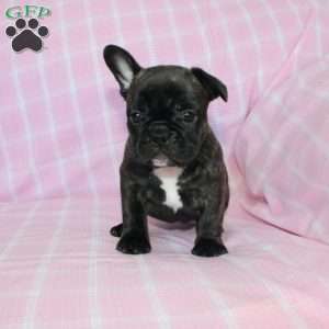 Sheila, French Bulldog Puppy