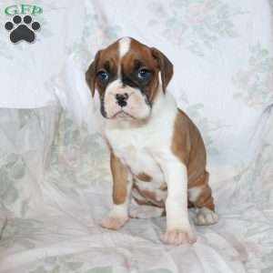 Beauty, Boxer Puppy