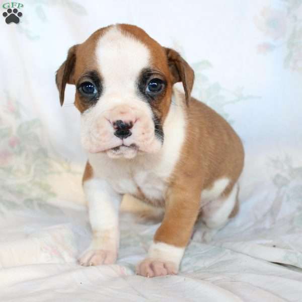 Baxter, Boxer Puppy