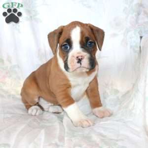 Bentley, Boxer Puppy