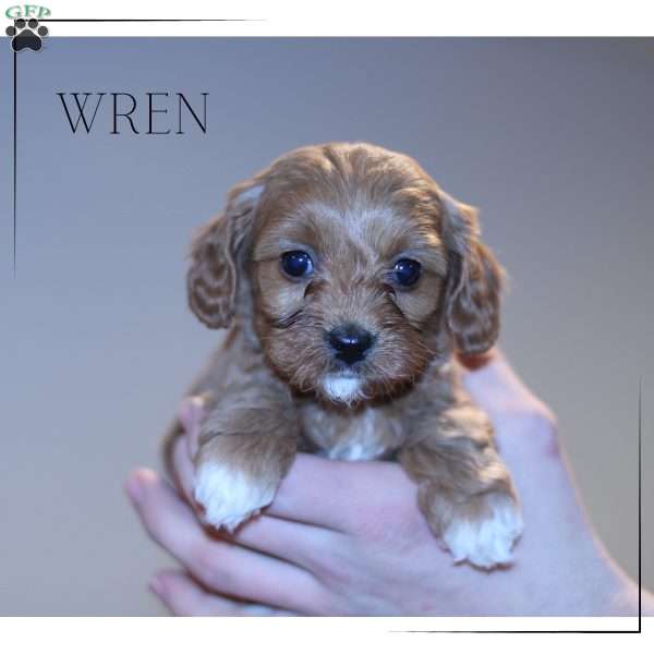 Wren, Cavapoo Puppy