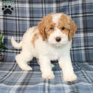 Sprinkles, Mini Goldendoodle Puppy