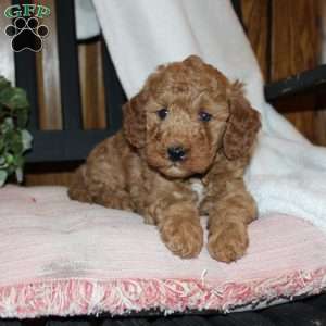 Laura, Mini Goldendoodle Puppy