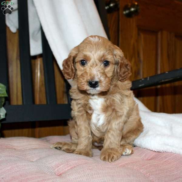 Lilly, Mini Goldendoodle Puppy