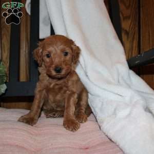 Lindsey, Mini Goldendoodle Puppy