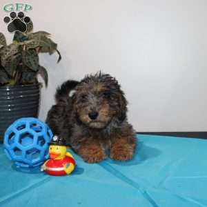 Adam, Mini Whoodle Puppy