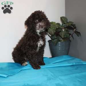 Kat, Mini Labradoodle Puppy