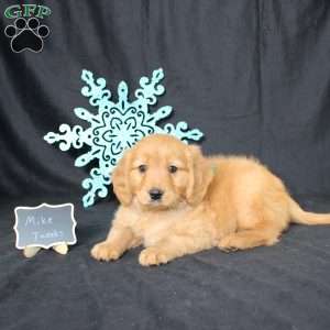 Mike, Miniature Golden Retriever Puppy