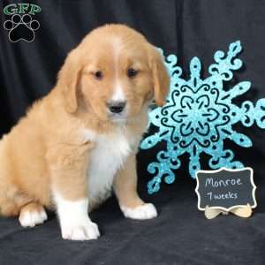 Monroe, Miniature Golden Retriever Puppy