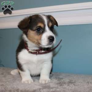 Brooklyn, Pembroke Welsh Corgi Puppy