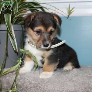 Brinley, Pembroke Welsh Corgi Puppy