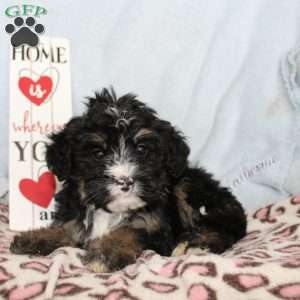 Joy, Mini Bernedoodle Puppy