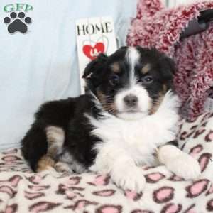 Tina, Miniature Australian Shepherd Puppy