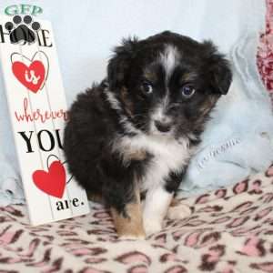 Twila, Miniature Australian Shepherd Puppy