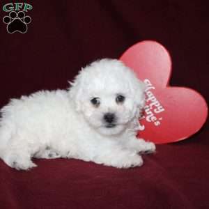 Cookies, Bichon Frise Puppy