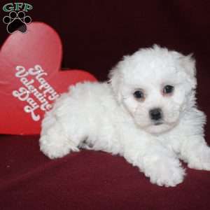 Cassie, Bichon Frise Puppy