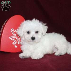 Cooper, Bichon Frise Puppy