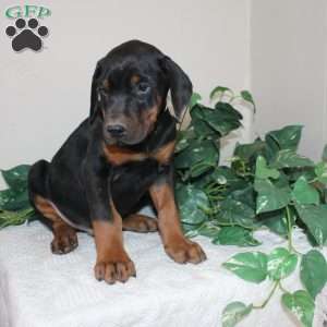 Lonnie, Doberman Pinscher Puppy