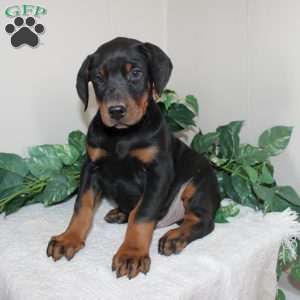 Landon, Doberman Pinscher Puppy