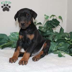 Logan, Doberman Pinscher Puppy