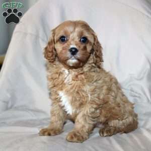 Fern, Cavapoo Puppy