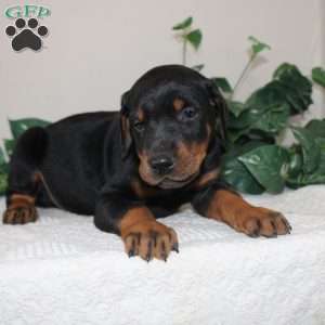 Larry, Doberman Pinscher Puppy