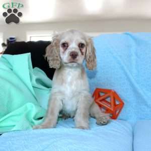 Dancer, Cocker Spaniel Puppy