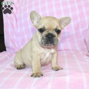 Sasha, French Bulldog Puppy