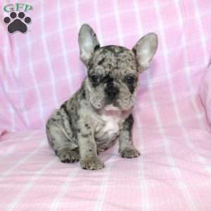 Shadow, French Bulldog Puppy