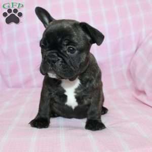 Sheila, French Bulldog Puppy