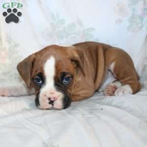 Bentley, Boxer Puppy