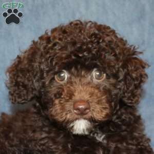 Brownie, Toy Poodle Puppy